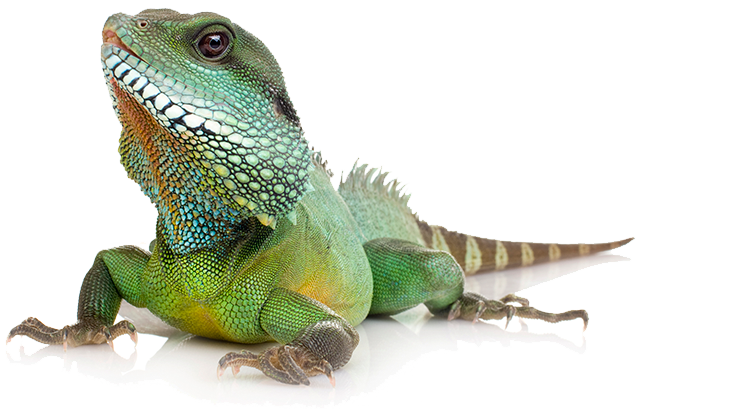 Leguaan